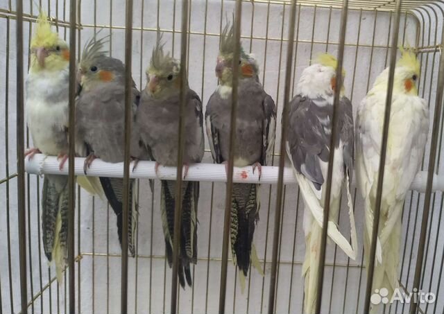 Попугаи корелла-нимфа молодые