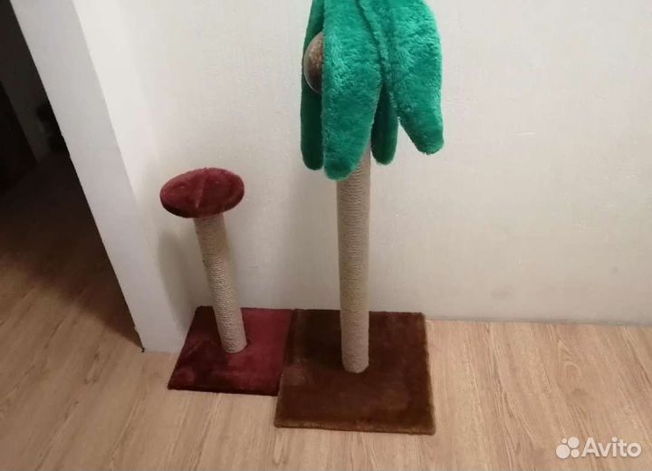 Когтеточка пальма