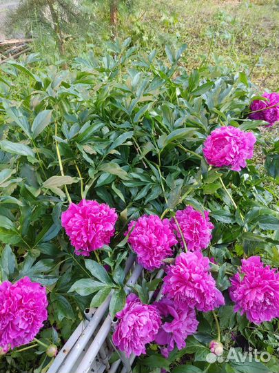 Пион Королевский