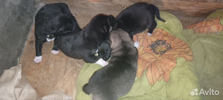 Щенки в добрые руки отдам бесплатно