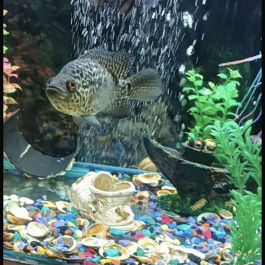 Аквариумные рыбы большие