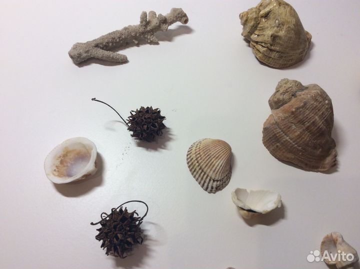Морские ракушки, раковины и корал. Винтаж