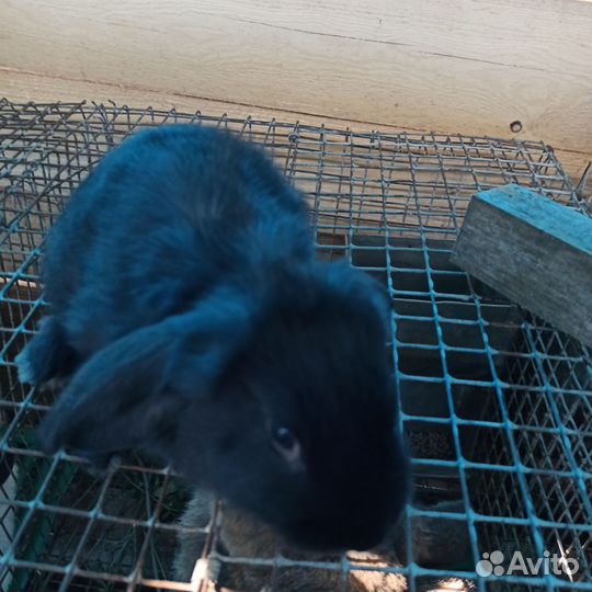 Помесные кролики на разведение и на мясо