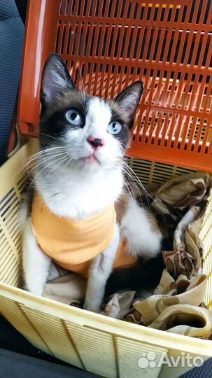 Кошка и кот