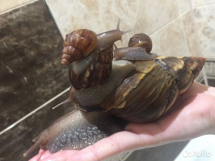 Гигантские африканские улитки ахатины