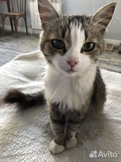 Кошка в дар