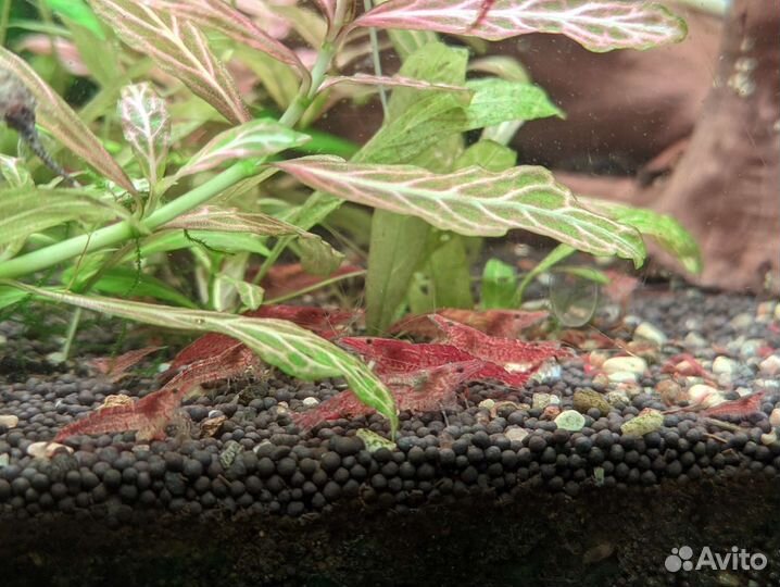 Креветки черри (вишни), рыбы, растения, мох