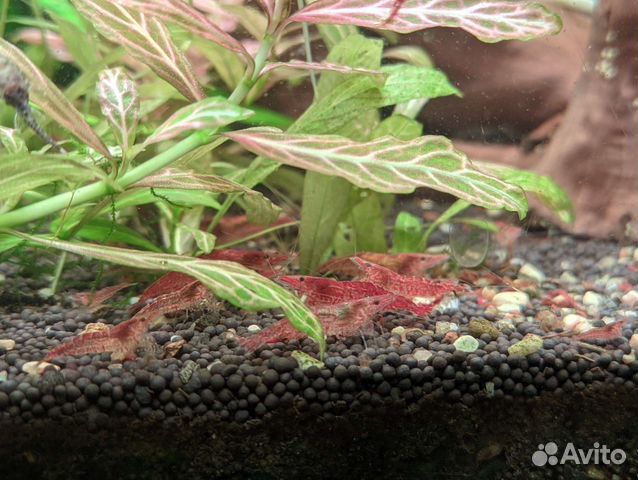 Креветки черри (вишни), рыбы, растения, мох