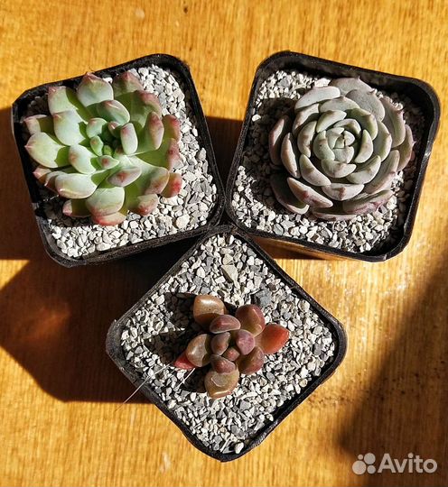 Набор горшочков для суккулентов