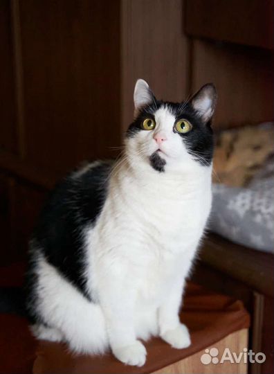 Невезучая Мадлеша очень долго ждёт вас