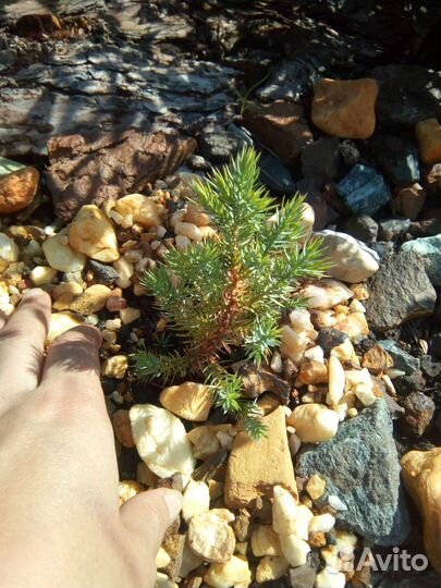 Можжевельник, Калина, бархатцы