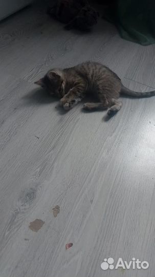 Кошка в дар бесплатно