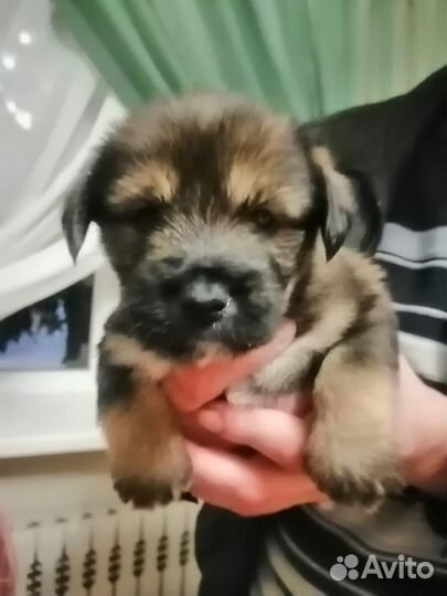 Собака