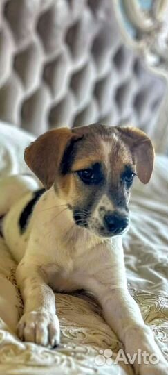Малышечка Кира/метиска джек Рассел терьера