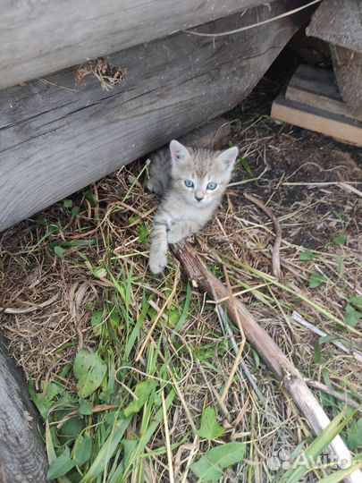 Котик в добрые руки