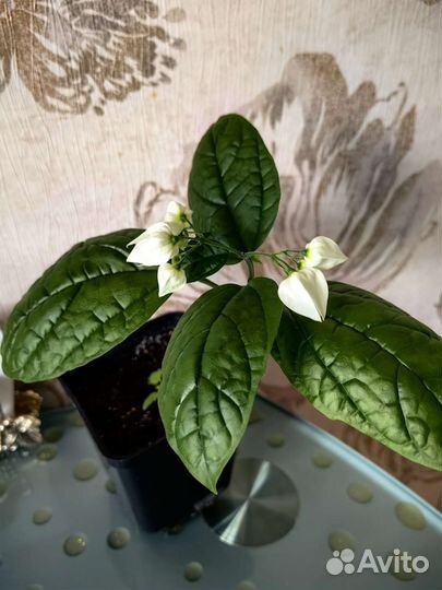 Кленондрон