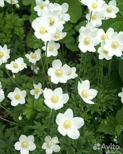 Ветреница анемоны