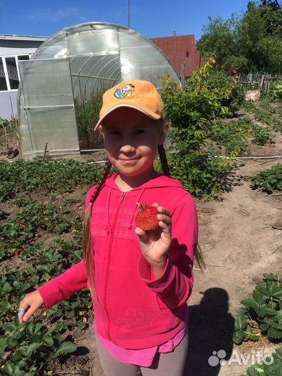 Рассада ремонтантной клубники из Голландии