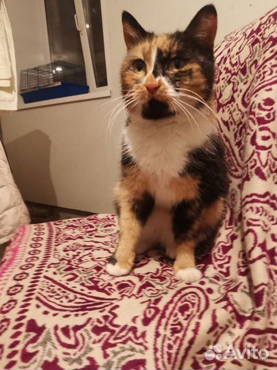 Кошка трехцветка