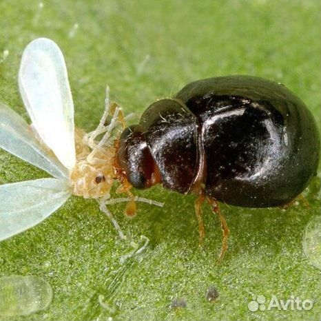 Энтомофаги для борьбы с вредителями