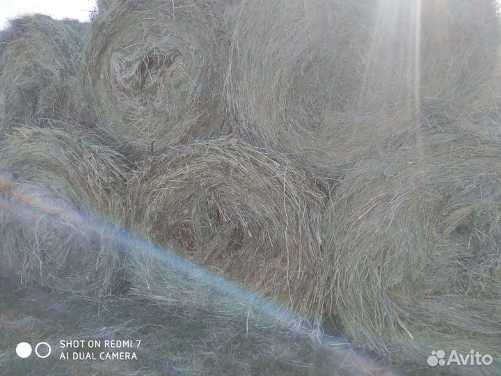 Сено луговое