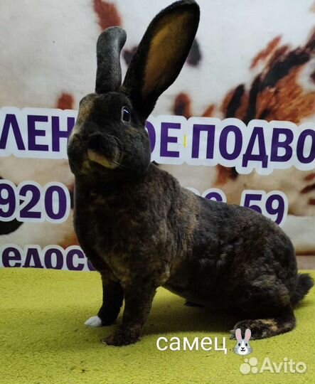 Кролики рекс