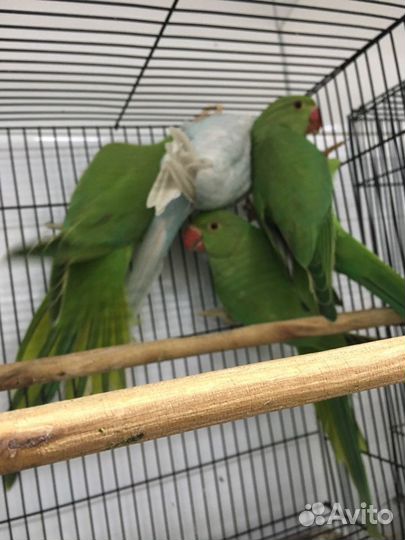 Ожереловые попугаи птеньчики