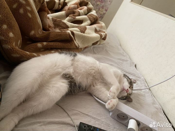 Кошки бесплатно