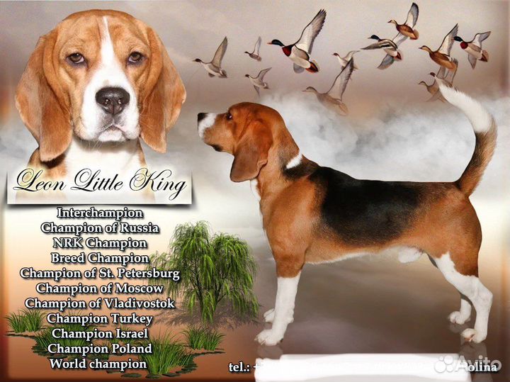 Вязка Бигль