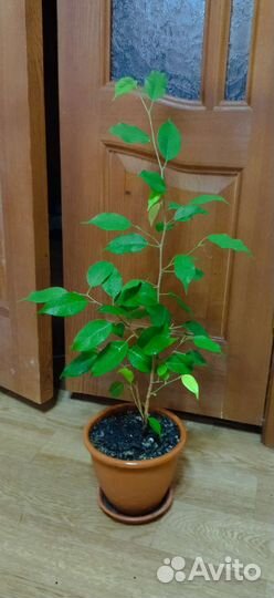 Ктенанта взрослое растение