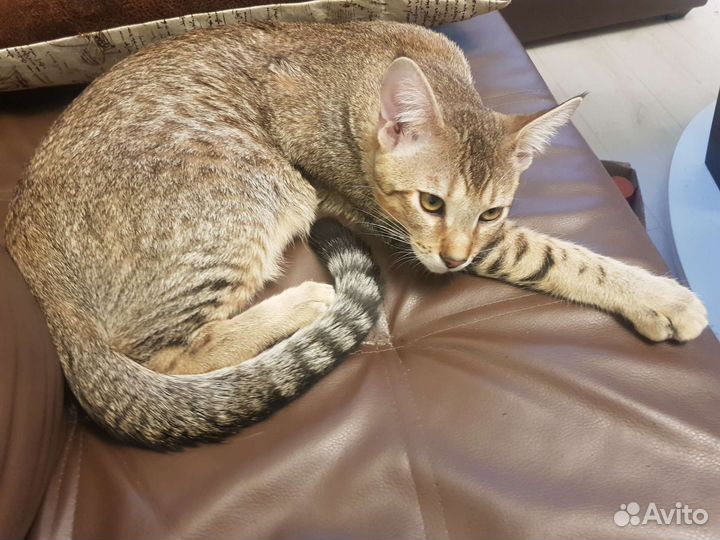 Котик чаузи плодный молодой вязка