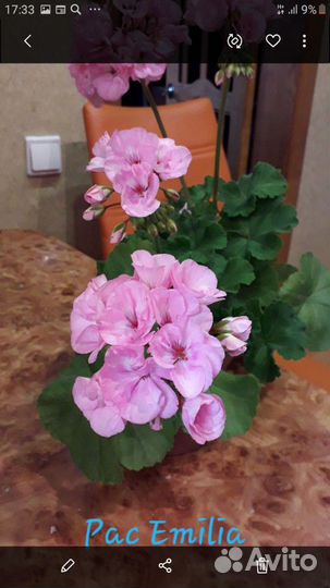 Пеларгония герань