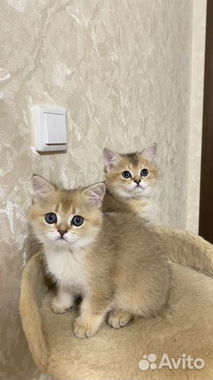 Британские котята