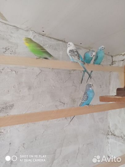 Волнистый попугай самка