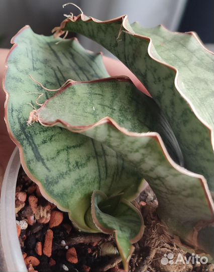 Сансевиерия Кирки Сильвер Блю, хавортии Лимифолия