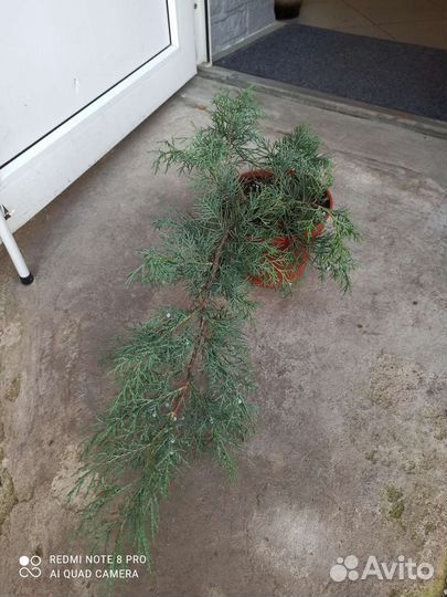 Можжевельник