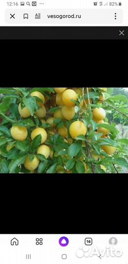 Саженцы желтой сливы