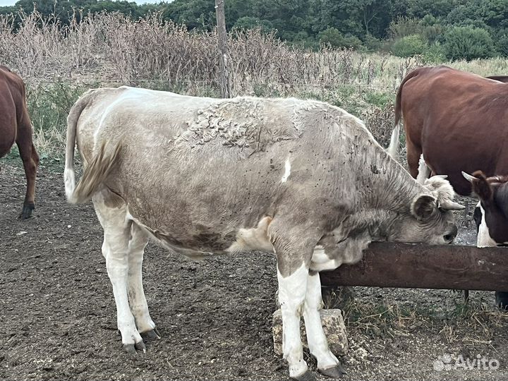 Телки оптом