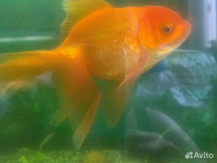 Оранды,цихлиды,Нигры,Горны,петушки,гуппи