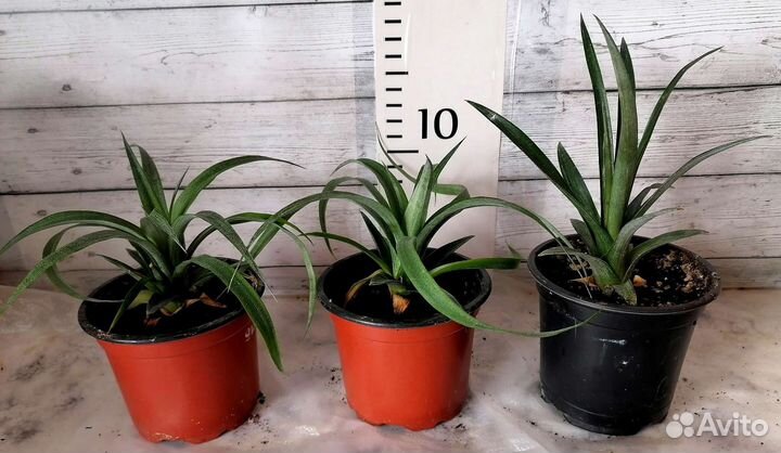 Ананас карликовый