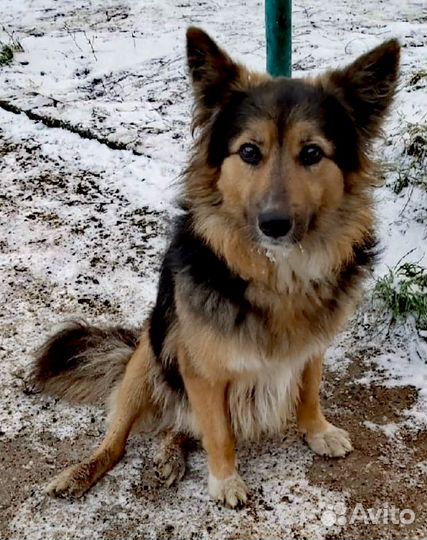 Собака в добрые руки