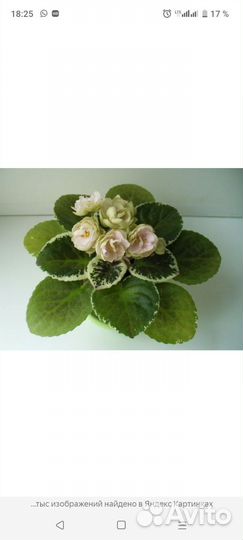 Фиалка Ле Элли