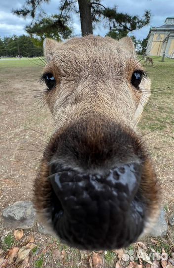 Мфу canon mf 3228 запчасти