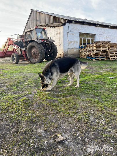 Ищем девочку