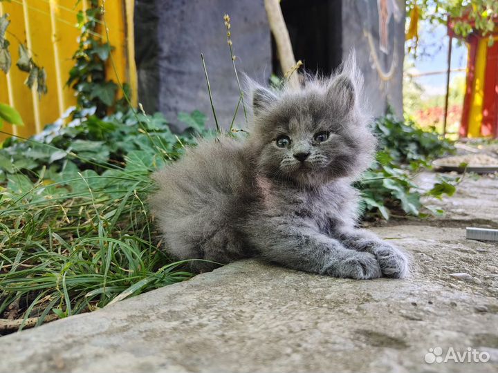 Пушистые котята