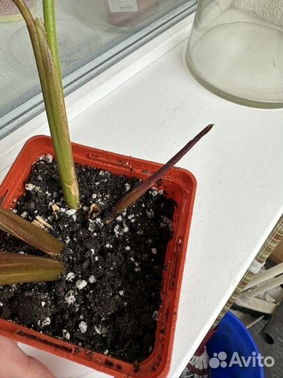 Калатея, строманта мэджик стар