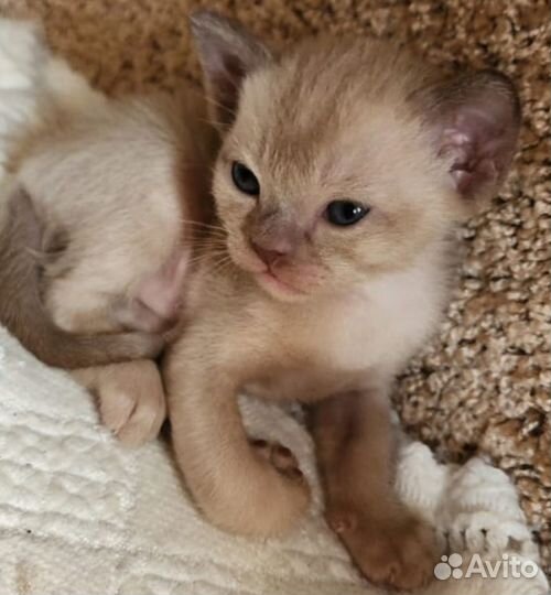 Котята европейской бурмы