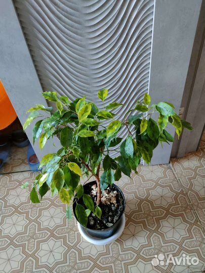 Фикус эластика,тинеке,Кротон миссис Айстон