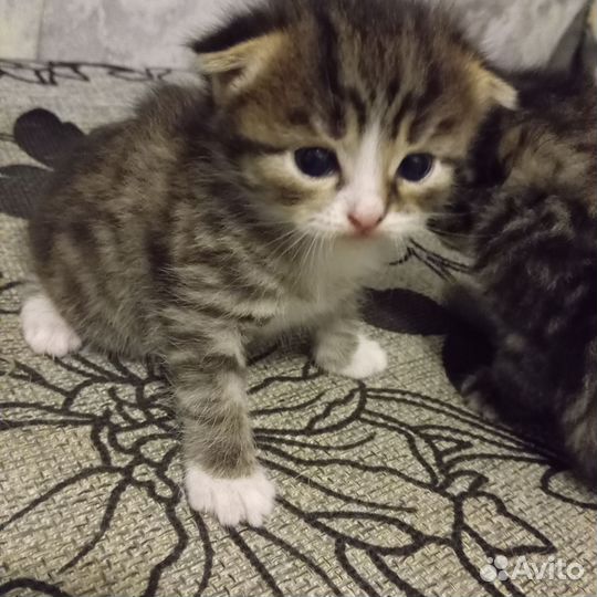 Британские котята