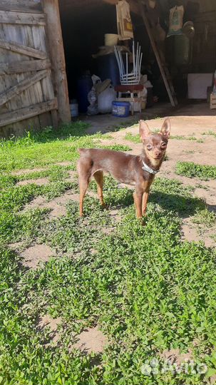 Русский той-терьер, девочка, 1, 5 годика